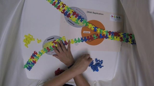DNA Replication 7