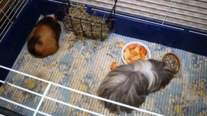 Звуки морских свинок и их значение