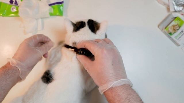 Μέθοδος DIY για την εξάλειψη των ψύλλων και των σκουληκιών που μολύνουν τις γάτες смотреть онлайн