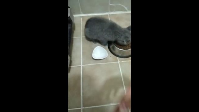 MIA Ile Purina Proplan Incelemesi