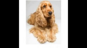 Английский кокер спаниель
