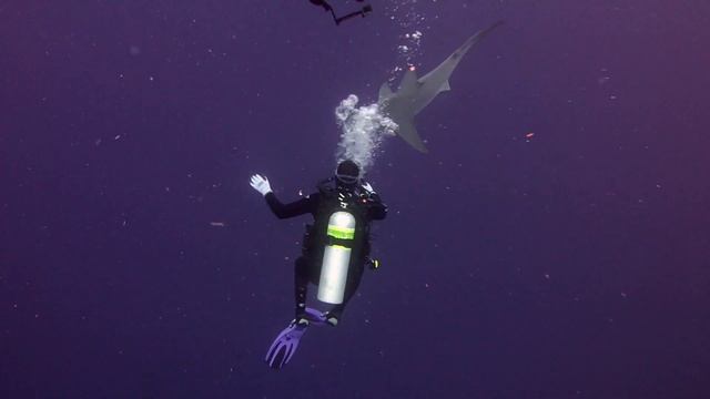 Diving with Sharks смотреть онлайн