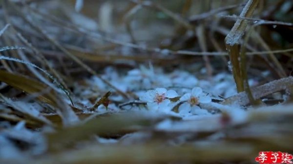 Congee with pickled mustard plant stem  and plum blossom pastries 榨菜清粥&梅花酥，完美早餐  | Liziqi Channel