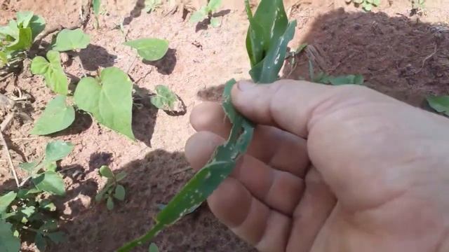 Pulverização inseticida Malathion no milho para controlar lagarta | milho atacado pela lagarta смотреть онлайн