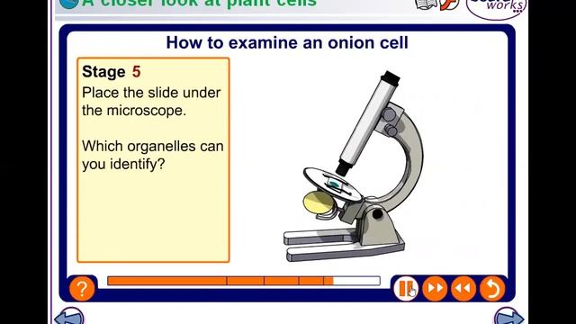 A presentation by our Y8 student - Animal and plant cell. смотреть онлайн