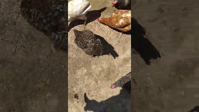 дешёвый корм для несушек. 💯% яйценоскость смотреть онлайн