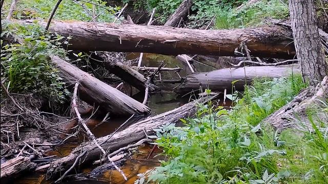 Серая цапля и чёрный аист TRAIL CAMERAS IN THE WOODS смотреть онлайн