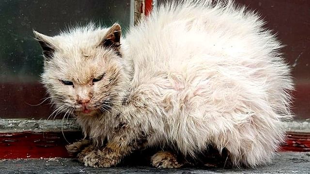 Кошка вернулась с прогулки, взглянув на неё, мужчина вызвал полицию! смотреть онлайн