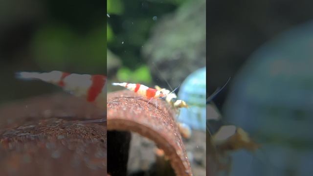 Red Bee shrimp смотреть онлайн
