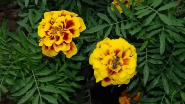 ✓ Hogevor Erger -   Murad Zakaryan -  Garun Hrasali