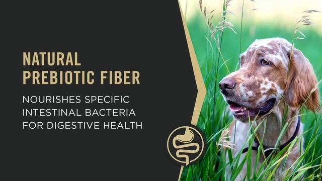 Purina Pro Plan Sensitive Skin and Stomach Dog Food With Probiotics for Dogs, Salmon & Rice Formula смотреть онлайн