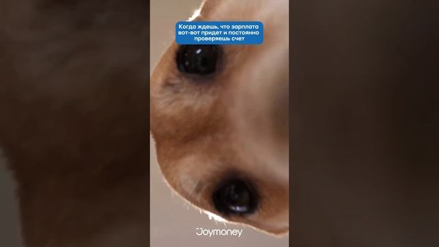 Joymoney - займы онлайн