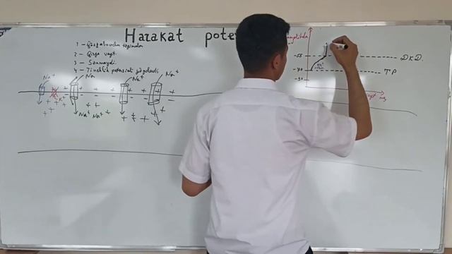 Harakat potensiali. Action potential. Потенциал действия смотреть онлайн