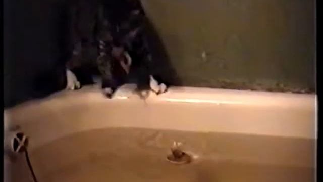 Кот, валерьянка, много воды! смотреть онлайн