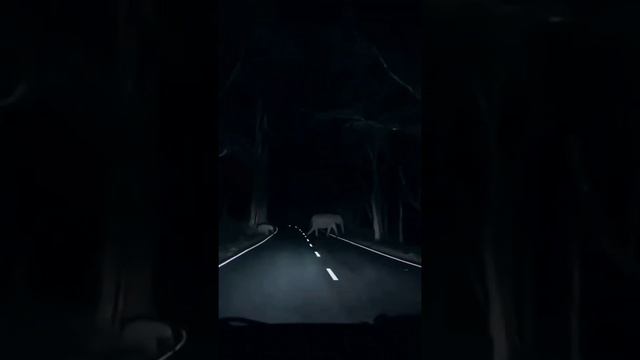 #elephant #forestride #dense #scary #photography #travel #nightride смотреть онлайн