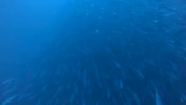 Diving Revillagigedo Socorro Islands Mexico смотреть онлайн