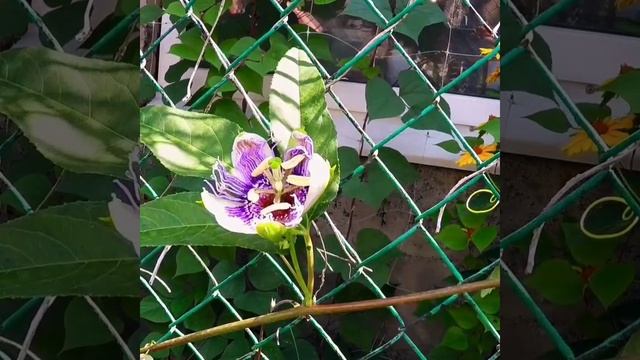 Раскрытие цветка Маракуйя (таймлапс ) . Opening Of A Passionfruit Flower (time-lapse)