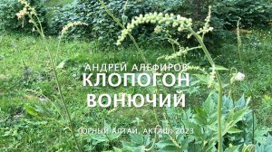 Клопогон вонючий. Алефиров А.Н.