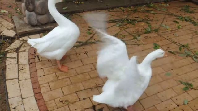 Chemistry Demonstrations