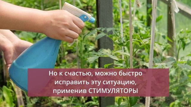 СХЕМА ПОДКОРМОК для ЗАВЯЗЕЙ. ПРОСТО И ДОСТУПНО!!! Томаты всегда крупные и сладкие! смотреть онлайн