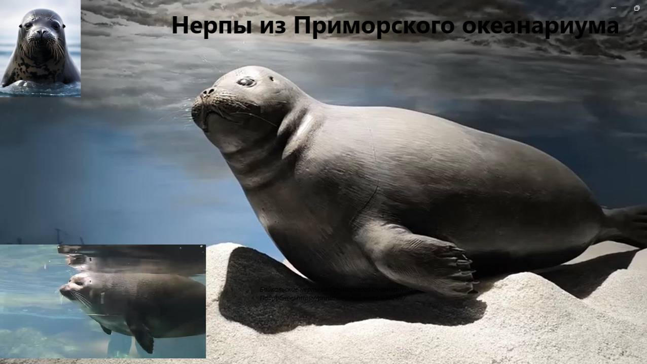 Байкальские нерпы из Приморского океанариума. #океанариум_Владивостока #волшебное_место_отдыха смотреть онлайн