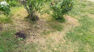 Как вырастить розу-долгожителя. Рекомендации для 2-3 климатической зоны.