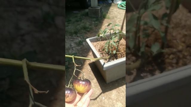 TOMAT INDIGO ROSE смотреть онлайн