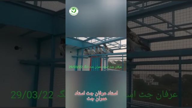 Baby Pigeon Tournament | Baby Pigeon Clips All Punjab Senior Players | Uran sy pehly bacho ka shok смотреть онлайн