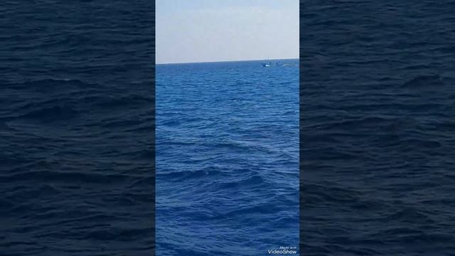 Дельфины. Красное море. Хургада, Египет. декабрь 2022 #дельфины смотреть онлайн