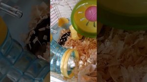 Хома Миллионер Хома Дома Hamster Kombat Хамстер Комбат