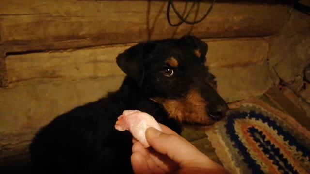 Тупой пёс??? - Для злых подписчиков) Тренировка Ягдтерьера. смотреть онлайн
