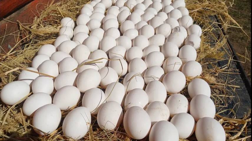 ХОЧЕШЬ ЗИМОЙ ОТ КУР МНОГО ЯИЦ? СМОТРИ И ДЕЙСТВУЙ!!! 15.11.2024 год. смотреть онлайн