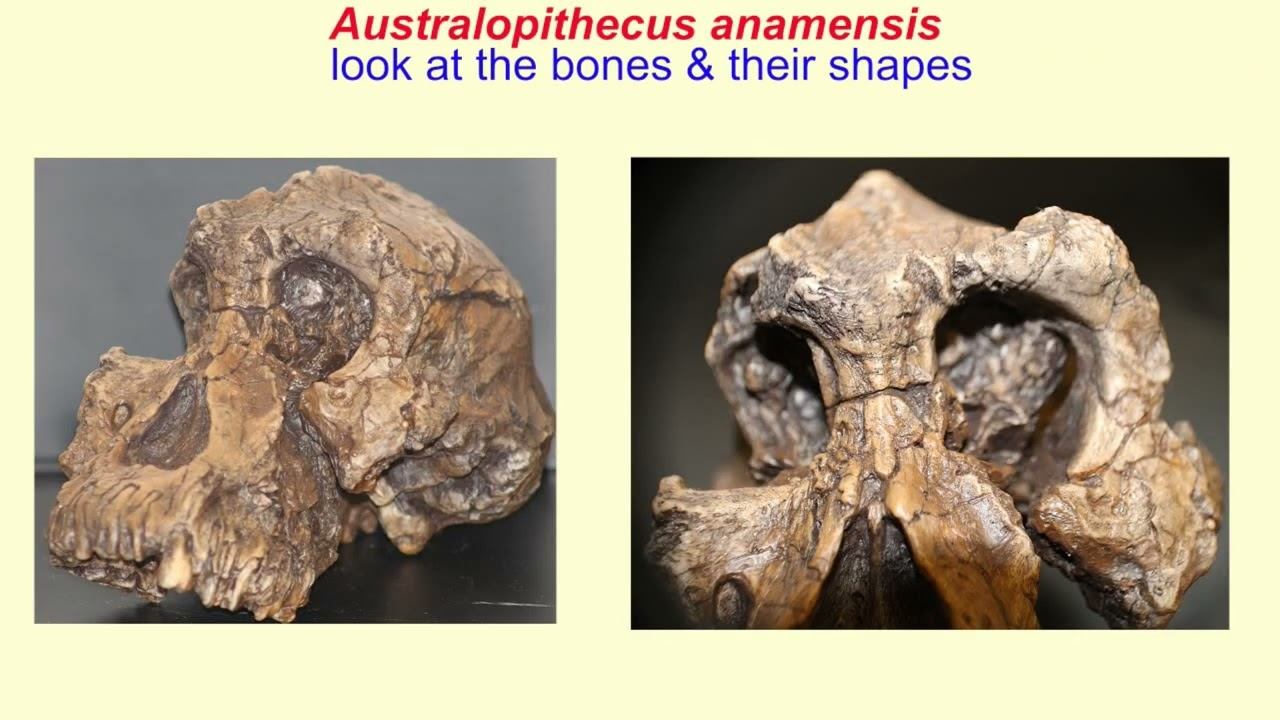 Australopithecus Anamensis SONG
