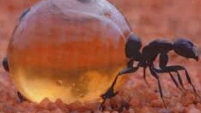 Bush Tucker Blues смотреть онлайн