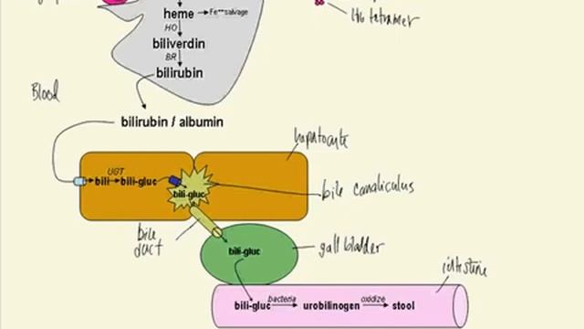 bilirubin metabolism made simple 1 смотреть онлайн