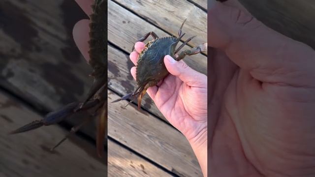 Держи краба, или тараканьи бега. Hold the crab. смотреть онлайн