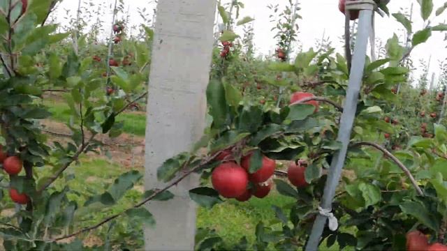 #15 - Gala Dark Baron - wielkość, kolor, oparzenia ? [odmiany jabłoni / apple variety] смотреть онлайн