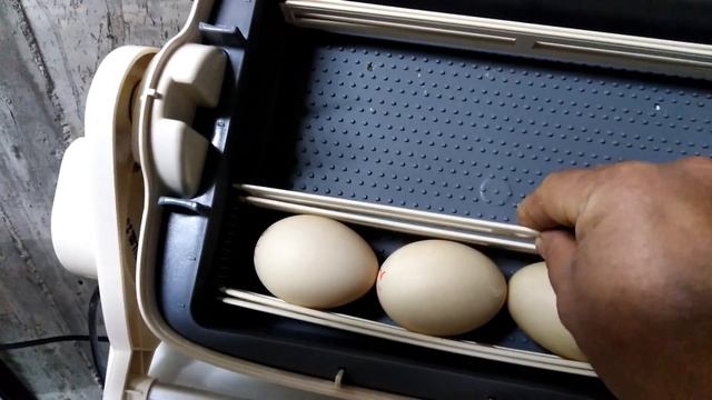 Incubator RCOM KINGSURO