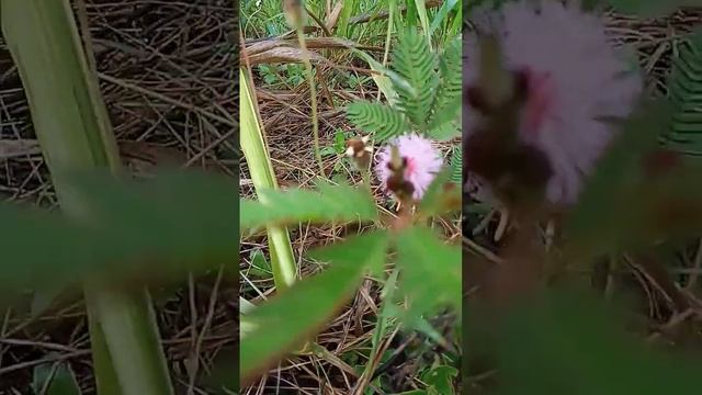 Flower 😍 смотреть онлайн