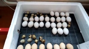 Эксперимент. Инкубация куринных и перепелиных яиц в одном инкубаторе!