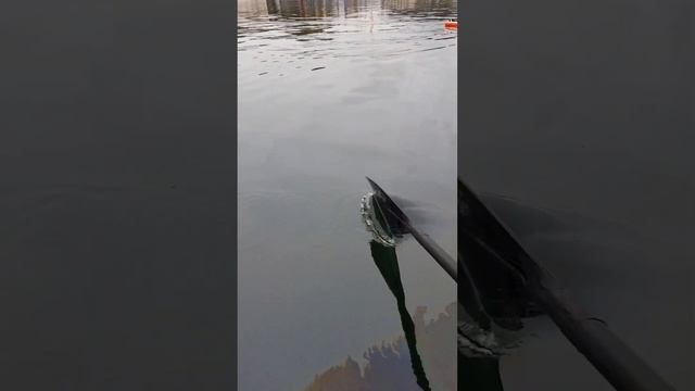 На море, На сапборде по мазуту #море #сапборд #мазут #природа смотреть онлайн