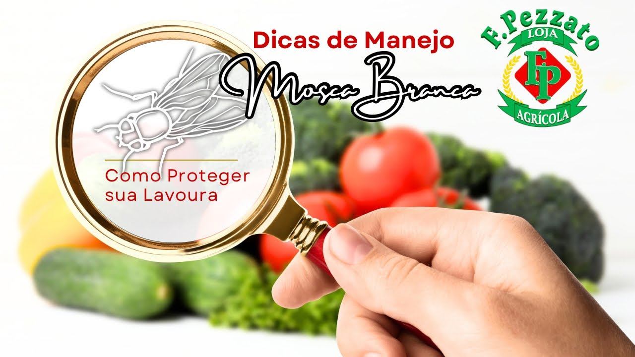 👨🌾⚠️🪰🏳️ Como Realizar o Manejo Correto da Mosca Branca 📛🚫🛡️ смотреть онлайн