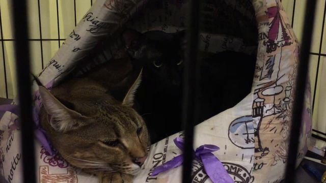 #5. Каракет (Caracat). Какой характер у 