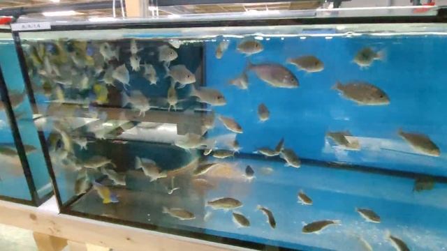 Aulonocara blue neon by Aquahaus-Gaus смотреть онлайн