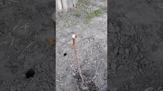 ДИВО - ВИШНЯ. смотреть онлайн