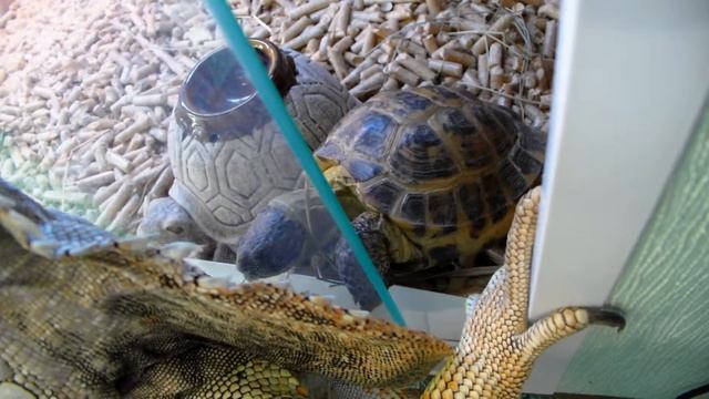 Хуанча и Пух смотреть онлайн