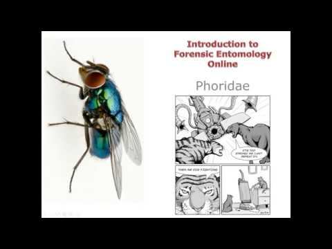 11 1 Phoridae смотреть онлайн