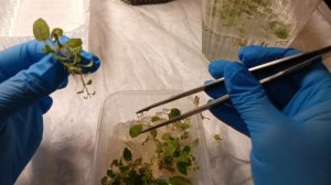 Меристемные растения Инвитро. Что это такое и как их выращивать.