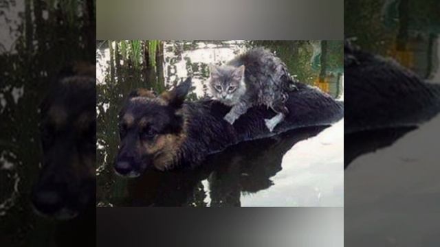 Друг в беде не бросит.... смотреть онлайн