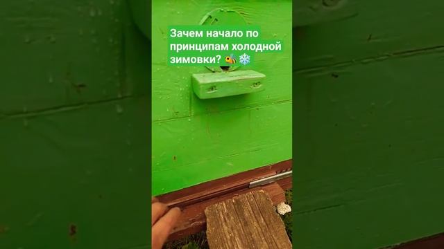 Зачем начало по принципам холодной зимовки? #пчелы #зимовкапчел #пчеловодство #пасека смотреть онлайн
